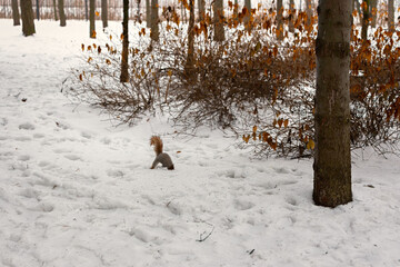 Naklejka premium Squirrel hides nuts winter snow. A nimble brown squirrel in the park found nuts and hid it. Feeding urban animals. The concept of caring and kindness. Tame squirrels live in the park. Urban animals