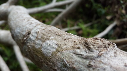 Shot in jungle. Wood wallpaper. Nature. World Environment Day on June 5th.  Shot in a tropical rainforest.
