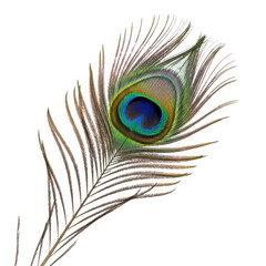 Fototapeta premium A single peacock feather isolated on transparent background