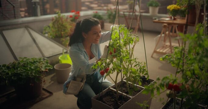 Woman Gardener Kneels on a Stylish Rooftop, Pruning and Harvesting Ripe Tomatoes From Container Plants, Enjoying a City Skyline, Mindful Urban Gardening, Balcony Food Growing, Sustainable Lifestyle - Powered by Adobe