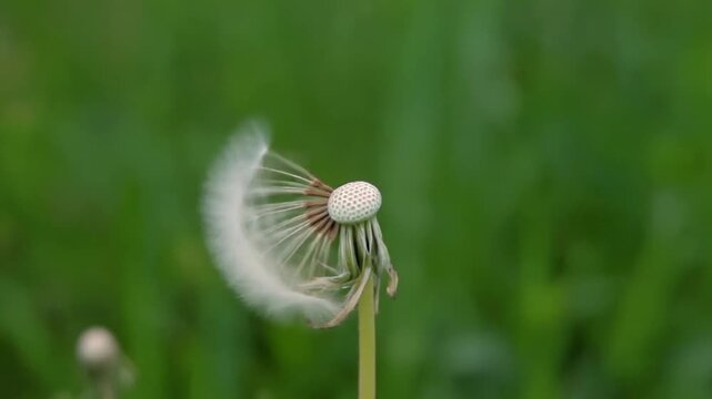 Slow Motion Of Seeds Dispersing From Dandelion In Wind, Plant Reproduction, Macro Nature, Airborne T