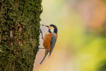 木に止まるヤマガラ
