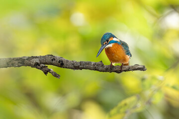 枝に止まるカワセミ
