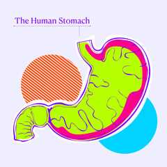 Human Stomach Anatomy – Colorful Flat Outline Vector Illustration