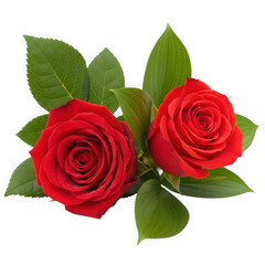 Naklejka premium Two red roses isolated on transparent background
