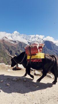 South Asia, Strong Yak carrying weight and goods along the mountain trails of the Himalayas mountains, path to EBC. UGC. Hard work.