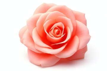 Fototapeta premium Coral rose flower petal plant inflorescence.