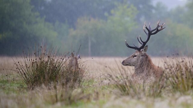 Red deer stag with big antlers lying down with a hind in a plain in the downpour in a park. Cervus elaphus, Juncus effusus, Sologne, Loiret 45, r&eacute;gion Centre Val de Loire, France, Europe