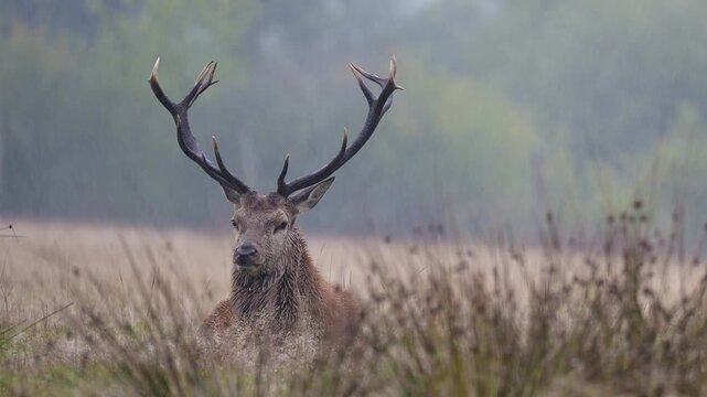 Red deer stag with big antlers lying down and observing in a plain in the rain in a park. Cervus elaphus, Juncus effusus, Sologne, Loiret 45, r&eacute;gion Centre Val de Loire, France, European Union, Europe