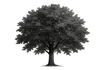 Fototapeta premium Deciduous tree with dense foliage and sturdy trunk on transparent background, symbolizing nature, growth, and environment