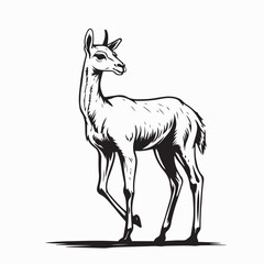 Fototapeta premium Guanaco Animal Illustration Vector Drawing on white background