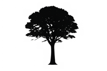 Solitary tree silhouette on transparent background, symbolizing nature, growth, and environment. Graphic element for design