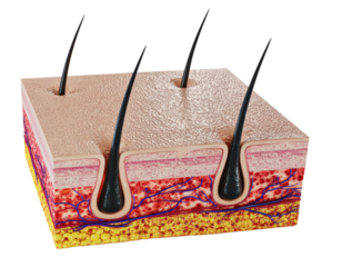 3d structure of the skin on transparent background, PNG