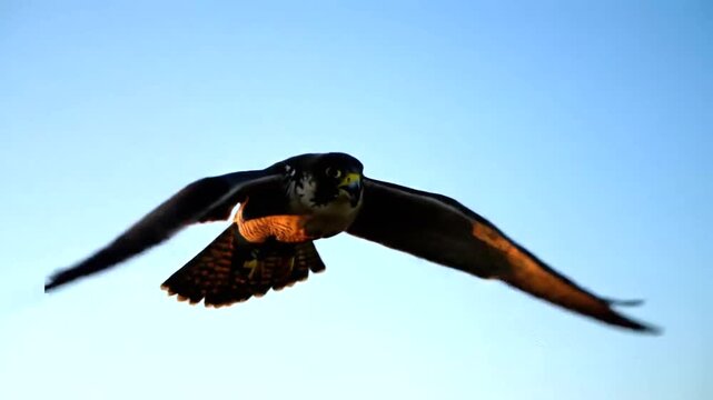 Majestic Falcon Soaring Through the Clear Blue Sky in Flight.