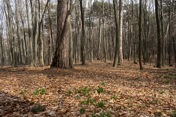 Obraz premium Forest snowdrops spring. Beautiful delicate fragile flowers bloomed in the spring forest. A walk in nature. The concept of awakening, warm spring days. Atmospheric natural calm background. Spring time