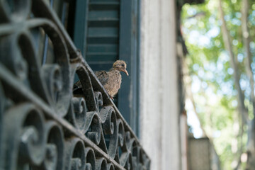 Young pigeon resting on wrought iron window railing
