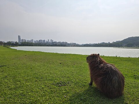 A capybara looks out towards the far away city