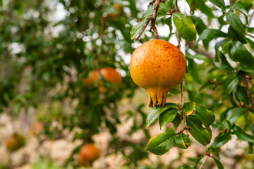 Ripe pomegranates growing on a tree with lush green leaves. Symbol of fresh harvest, organic gardening, healthy food, natural fruits, and seasonal produce.