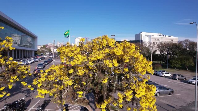 Ip&ecirc; amarelo no centro civico de curitiba