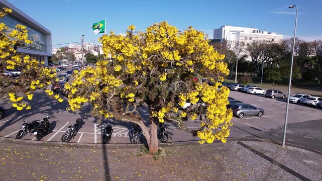 Ip&ecirc; amarelo no centro civico de curitiba
