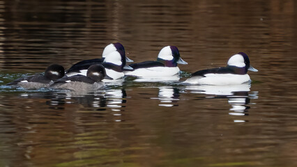 Bufflehead ducks swimming in the lake