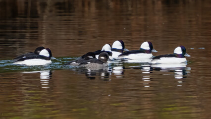 Bufflehead ducks swimming in the lake