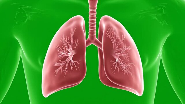 Anatomical illustration of human lungs in a translucent body on a green background showcasing respiratory system health and the importance of pulmonary function for overall well being