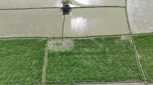 beautiful rice fields that have just been planted with rice and so on