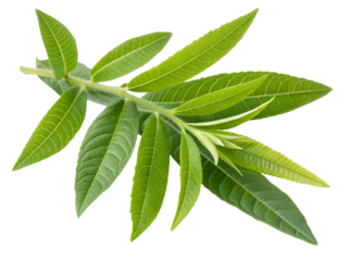 Green Lemon Verbena Leaves on Black Background Keywords: lemon verbena, leaves, green, plant isolated on a transparent background.