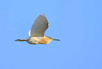 Squacco Heron flying in clear sky