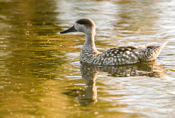 Marbled Teal swimming in golden waters