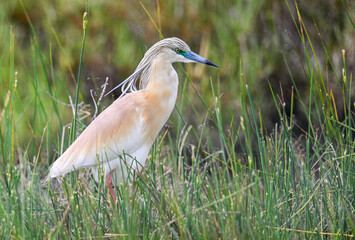 Squacco Heron in breeding plumage among wetland vegetation
