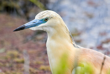 Squacco Heron close-up in breeding season with bright blue bill