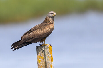 Black Kite perched on marshland post