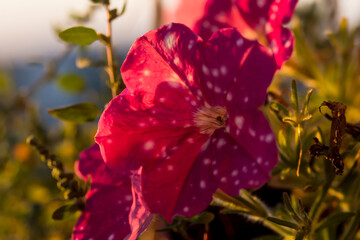 Fototapeta premium Czerwone kwiaty petunii (Petunia × atkinsiana) z białymi plamkami są wyraźnie widoczne w maleńkim ogródku. Płatki mają żywy, czerwony odcień, podkreślony rozproszonymi białymi plamkami.