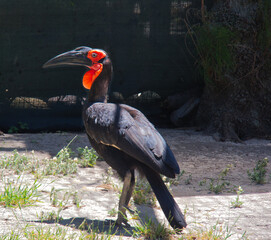 The endangered Southern ground hornbill © Mike Hayward