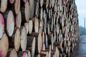 Close-Up Perspective of Marked Spruce Sawlogs Stacked in a Long Timber Pile at Storage Yard