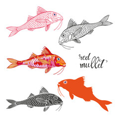 Red mullet. Vector isolated cartoon elements for design, silhouettes and contours on white. Perfect for menu decoration, invitation, card, poster and as a design element.
