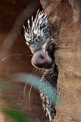 close up of a Brazilian porcupine (Coendou prehensilis)