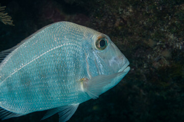 Fototapeta premium Whitebone Porgy Calamus leucosteus Underwater with Copy-Space