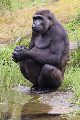 close up of a Western Lowland gorilla