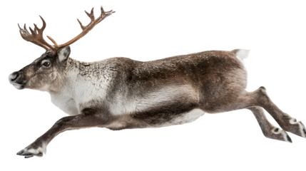 Reindeer leaping mid-air with elegant pose isolated on white background