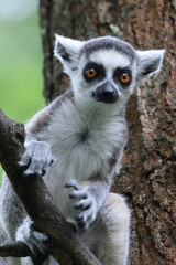 Naklejka premium close up portrait of a young ring-tailed lemur sitting on tree