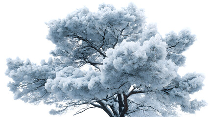 Snow-covered pine tree with detailed branches isolated on white background