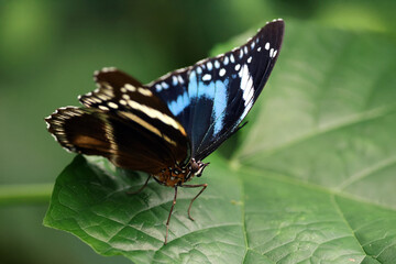 close up beautiful butterfly sitting on a leaf