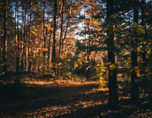 Fototapeta premium A serene forest landscape at sunrise with thick morning fog drifting between the trees. Soft golden sunlight shines through the mist, creating dramatic rays and a peaceful, atmospheric nature scene. P