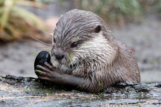 The Asian small-clawed otter (Aonyx cinereus)