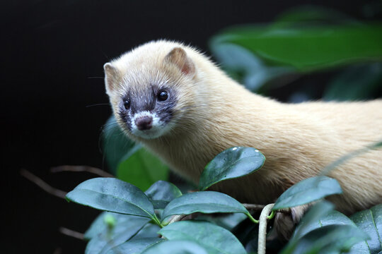the golden - belwed mongoose ( cycyiccyus fericys )