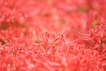 Crimson Carpet of Cluster Amaryllis, 真紅の絨毯のような彼岸花の群生