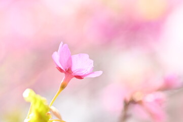 Delicate Pink Sakura Bloom, 柔らかなボケを背景にしたピンクの桜の花